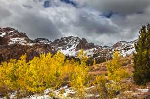 Aspens above Virginia Lakes-8863